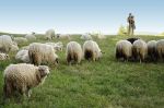 pastier s ovcami